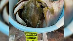 «Даже продавцы удивились». Сахалинцы не нашли доступную рыбу в Томари