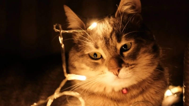 Дачники и сотни жителей Южно-Сахалинска остались без света 20 августа