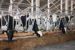 Производство молока в сахалинской ТОР «Южная» выросло на 30%