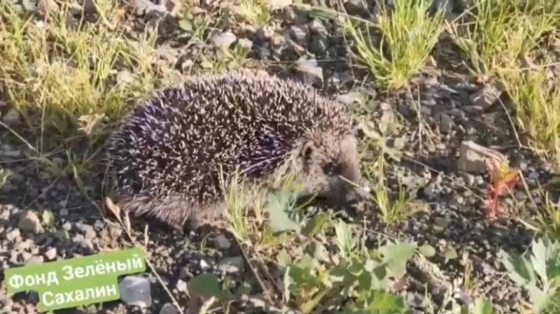 «Зеленый Сахалин» спас раненого ежа после нападения хищников
