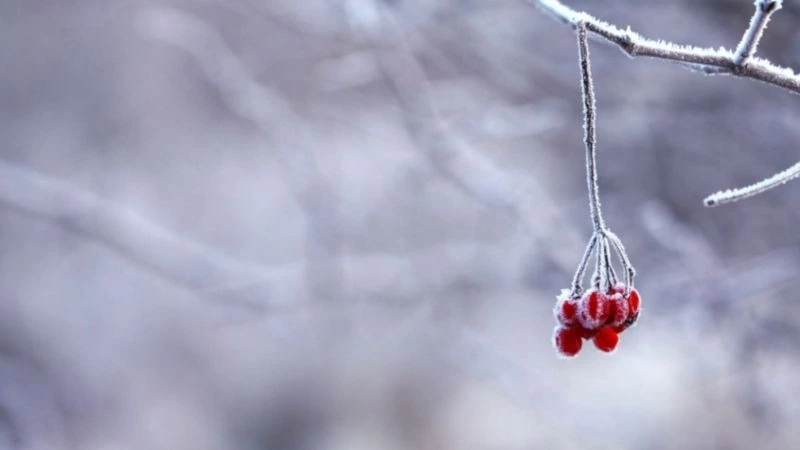 Прогноз погоды на Сахалине и Курилах на 21 января