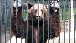 Теплая зима в этом году не дала уснуть медведям и енотам в зоопарке