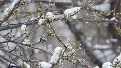 В Южно-Сахалинске теплый весенний день 15 марта испортит холодный ветер