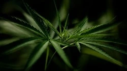 Суд назначил обязательные работы жителю Долинска за выращивание конопли возле дома