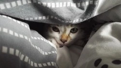 Сотни жителей Южно-Сахалинска останутся без тепла и воды 30 января