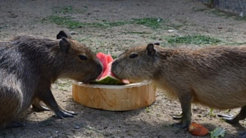 В Сахалинском зоопарке капибары Лунтик и Фунтик распробовали арбуз