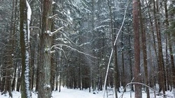 До +5 на Курилах и снег на Сахалине прогнозируют синоптики 30 декабря