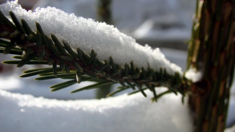 Что ждет вас в январе 2023 года: гадание по картинке