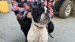 Собака черно-белого окраса потеряла своего хозяина в районе Ново-Александровска 