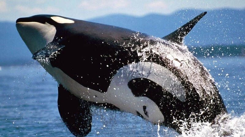 Сахалинские экологи: Неизвестные увозят двух косаток из «китовой тюрьмы»