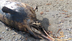 В районе мыса Великан найден погибший дельфин
