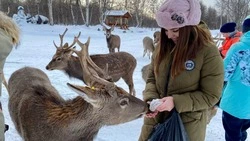 Пятнистые олени и квест: ТОП-5 идей отдыха в выходные составили на Сахалине
