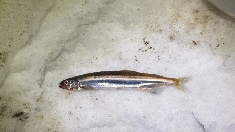 Первая в 2023 году мойва подошла к западному побережью Сахалина