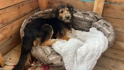 Бездомного пса спасли с 14-го этажа стройки на Сахалине