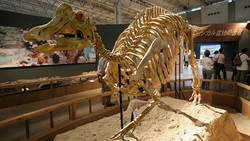 В Японии приступили  к изготовлению скелета сахалинского динозавра