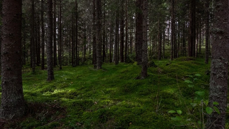 Дождь и тепло спрогнозировали синоптики Сахалина на 9 июня