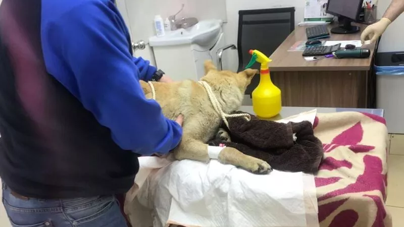 На Сахалине застрявшая языком в банке собака продержалась 6 дней без еды и воды