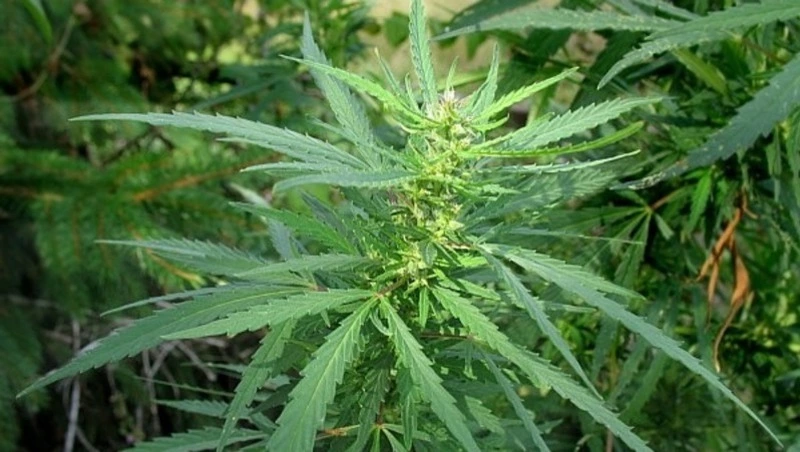 Житель Поронайского района отделался условным сроком за хранение наркотиков 