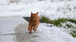 Утром 28 октября обильный снегопад прошел в Южно-Сахалинске