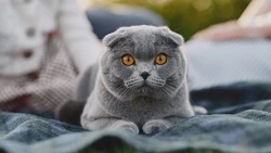 Лидируют кошки: домашние животные есть у 72% дальневосточников