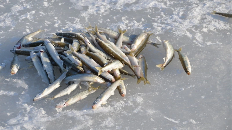 На Буссе сахалинцы проваливаются под лед и все равно продолжают рыбачить