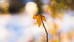 Стало известно, чем дышали жители Южно-Сахалинска в сентябре