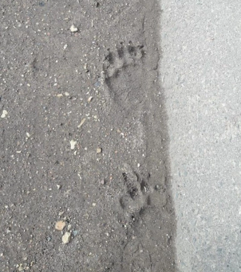 Молодой медведь вышел к дачам села Мгачи ночью 8 октября