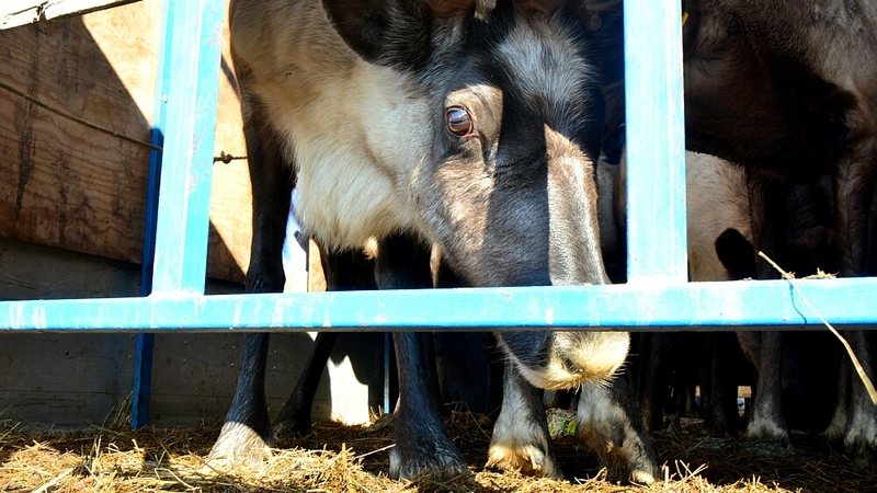 Первую в истории партию северных оленей привезли на Сахалин