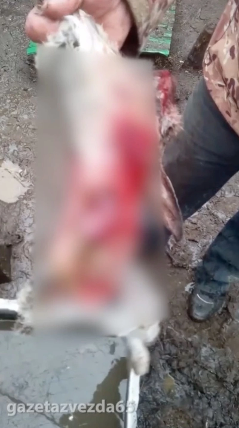 Неизвестный хищник разодрал животных в Поронайском районе (16+)