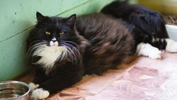 Натали: скромная кошка с шикарной шубкой ищет дом на Сахалине