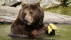 Курильчане требуют сократить маршруты для туристов. Виноваты медведи