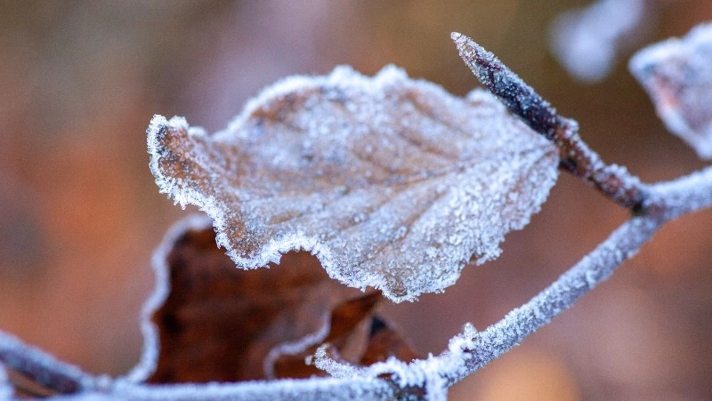 Ветер до 20 м/с и снег ждут Сахалин и Курилы 6 декабря