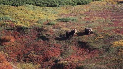 Медведей заметили на голубичном плато острова Парамушир