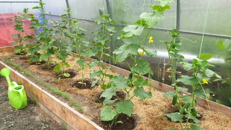 Сахалинцам рассказали, как собрать богатый урожай огурцов