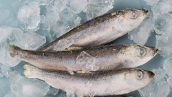 Экспорт рыбы и морепродуктов из Приморья и с Сахалина взлетел на 60%