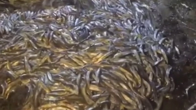 Гниющая мойва тоннами уходит в море: сахалинские рыбаки не могут сдать улов из-за переизбытка