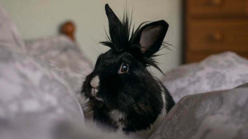 Назван ТОП-5 правил для привлечения удачи в год Черного Водяного Кролика