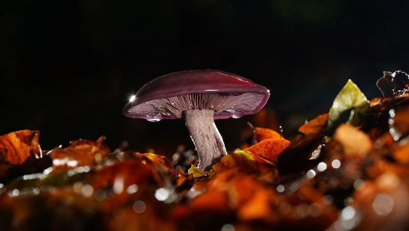 Лишение свободы и штраф в миллион рублей: что грозит сахалинцам за сбор редких грибов