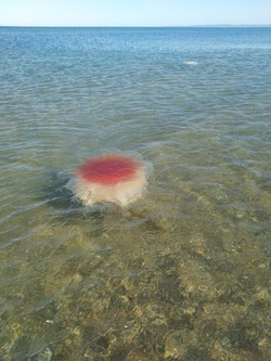 Нашествие медуз увидели отдыхающие на юге Сахалина