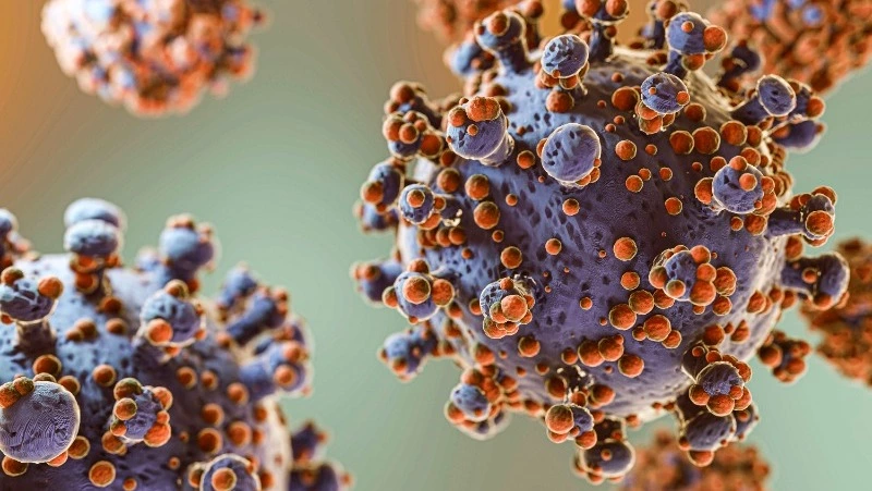 Опасные бактерии нашли в крабах на Сахалине