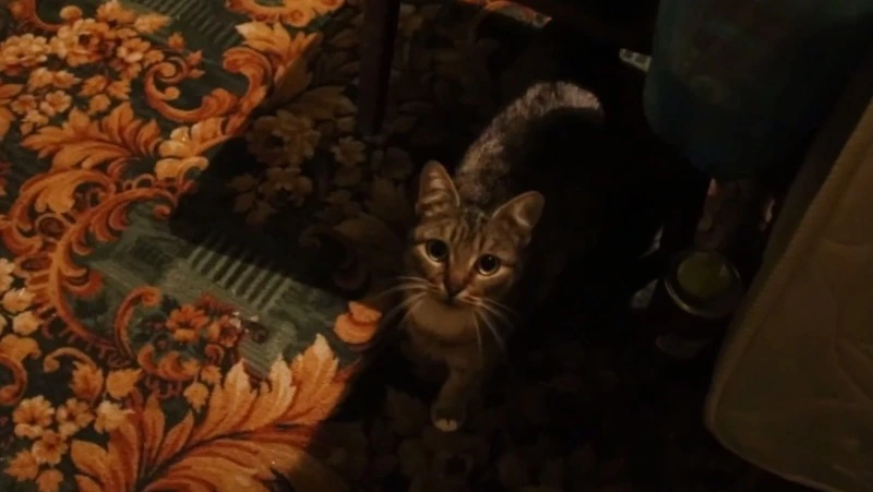  «Не толстая, а беременная»: бойцы с Сахалина рассказали о своих питомцах в зоне СВО