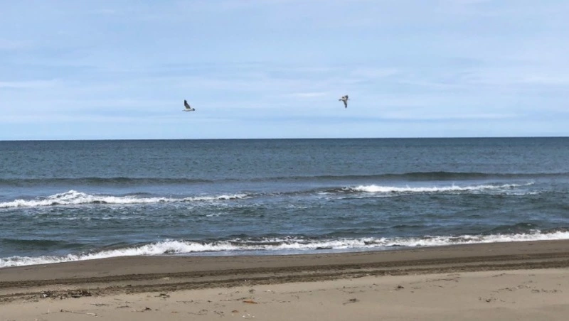 Автобус до пляжа в Аниве: минтранс запустил опрос среди жителей Сахалина