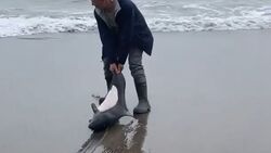 Сахалинцы заклеймили мужчину, который спас морское животное на Кунашире