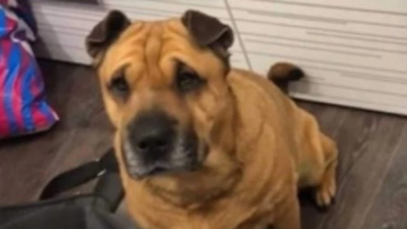 Жители Сахалина потеряли собаку по кличке Лора в районе Невельского перевала