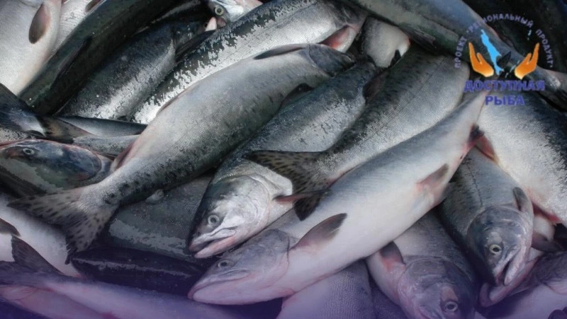 Кету по 110 рублей за килограмм привезли в Александровск-Сахалинский 11 сентября