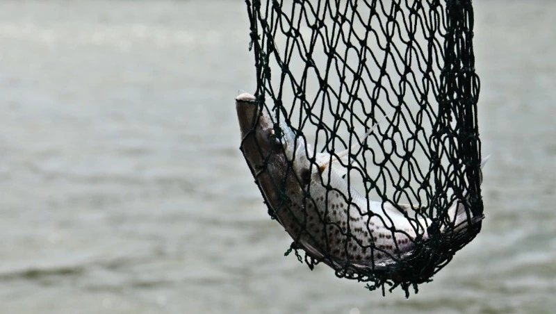 Рыболовы Сахалина перешли на онлайн-регистрацию сетей