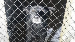 В поисках семьи на Сахалине: разбитое сердце пса Тайсона нуждается в спасении