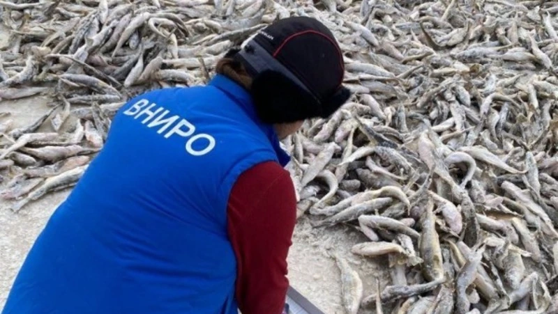 Путина на Сахалине под угрозой: уловы наваги оказались вдвое ниже ожидаемых