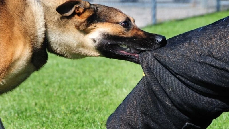 В Южно-Сахалинске бойцовская собака напала на детей на школьной площадке