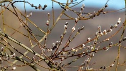 Лазарева суббота-2024: история, традиции, что нельзя делать